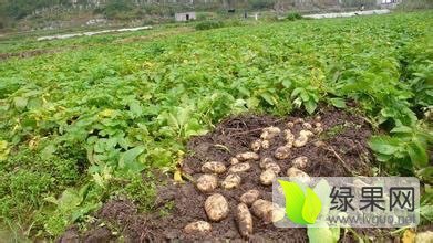 河北张家口沽源白土夭乡宝源德村千亩土豆代售