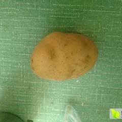 2015庄浪土豆值得出手