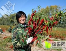 河南历庄乡大量供应福建辣椒王