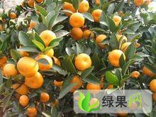2015恭城柑橘今年价格有看点
