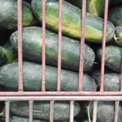 山东陵县子弹头黑皮冬瓜随行就市