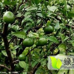 湖北点军特早大浦柑橘聚焦市场