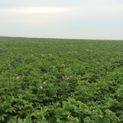 内蒙古呼伦贝尔市牙克石市免渡河镇