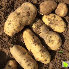 多伦土豆长势旺盛,大北张伟诚信合作