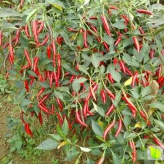 湄潭西河谢良娟8月小米椒