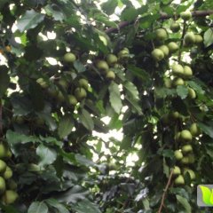 八步山楂火热上市,莲塘李培录诚信合作