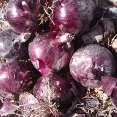 甘肃肃州紫皮洋葱 紫葱，产自甘肃酒泉