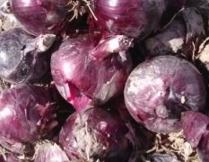 甘肃肃州紫皮洋葱 紫葱，产自甘肃酒泉