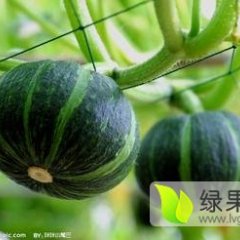 昌乐昌乐高念孝8月黄金二号南瓜