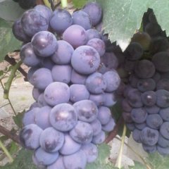 永年葡萄绿色无公害张西范红强诚信合作