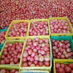 陕西淳化东风一号西红柿上货量大