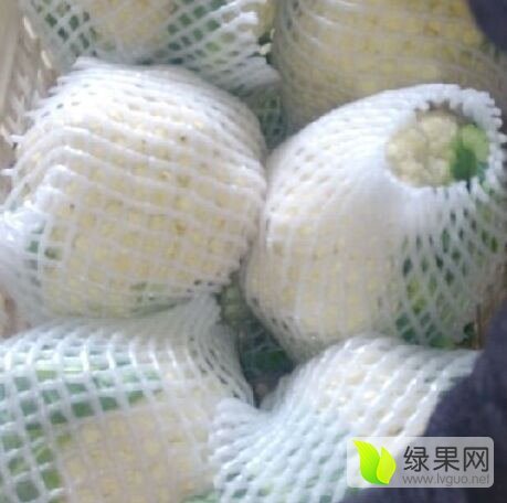 2015年河北永年雪宝价格