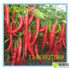 羊角椒早买早赚张振刚诚信合作