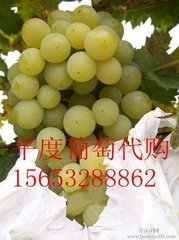 平度明村姜建强8月泽山一号葡萄
