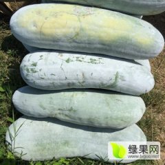 扶绥白皮地冬瓜即将上市渠黎阿军诚信合作