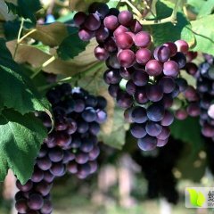 辽宁京亚葡萄代购 熊岳京亚葡萄产地供应