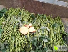广西柳州红薯种苗价格绝对优惠，欢迎附近县城