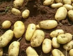 围场荷兰十五土豆纯天然、无污染