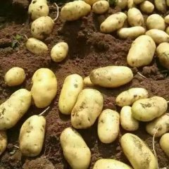 围场荷兰十五土豆纯天然、无污染
