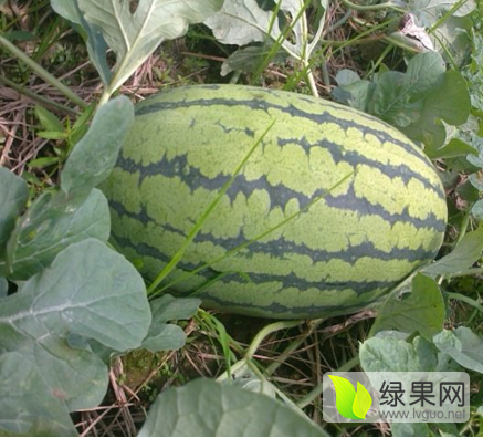 安农二号价格