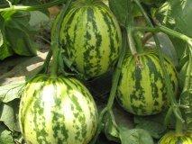 2023莘县甜瓜价格波动不大