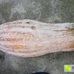 岳阳市君山区南瓜上市啦！