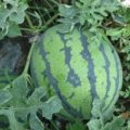 太康清集董永会7月龙卷风西瓜
