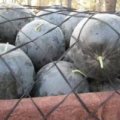 河南扶沟黑美人西瓜绿色无公害