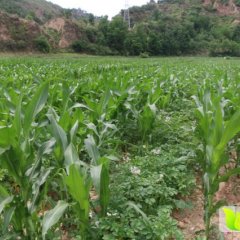 蒲县山区新鲜费乌瑞它土豆 马铃薯农家自种非转