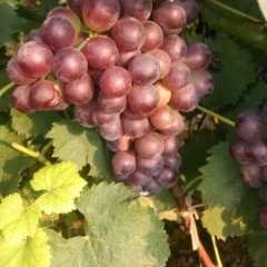 柏乡葡萄火爆招商中,固城闫亚飞诚信合作