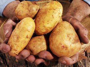 盘山石新镇荷兰七号土豆【20万斤】