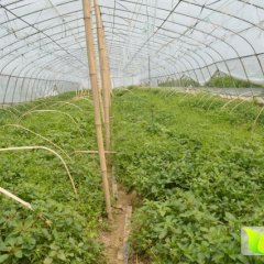 樊城南瓜著名品牌,襄阳印先生诚信合作