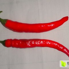 河北广宗美人椒辣椒早买早赚