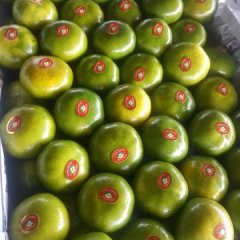 湖北宜昌枝江蜜桔柑橘大量上市啦