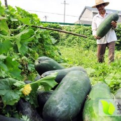 通许冬瓜 大量供应冬瓜 价格便宜