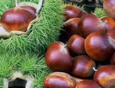 宜城板栗是纯天然的绿色果品
