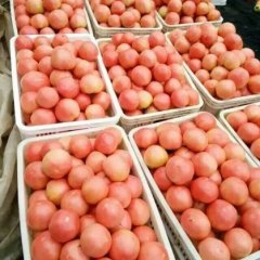 山东东昌府 沙镇瑞星西红柿名扬天下