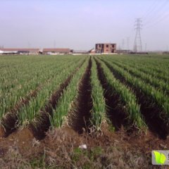 江苏通州长白大葱快上市喽。。。