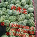 2015靖远西瓜今年价格有看点