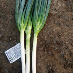 2015青州大葱抓住商机无限