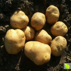 集宁杜尔郝敏9月荷兰十五土豆