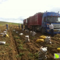 内蒙多伦各种品质优良大土豆