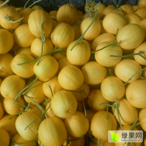 2015年山东寿光新甜价格