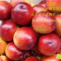 中华寿桃国庆节前成熟供应山东蒙阴蜜桃