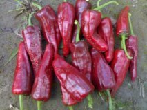 山西忻州北京红辣椒质优价廉