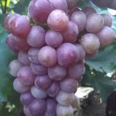 曲阜石门宋爱仲7月无核葡萄