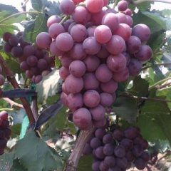 永年葡萄质量上乘张西李亮诚信合作