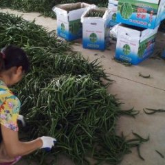 2015年河南历庄乡湘辣七号辣椒大量上市了