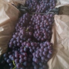 河北晋州市巨峰葡萄欢迎合作