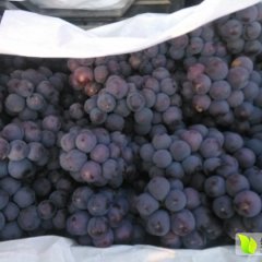 晋州市周头7月京亚葡萄大量上市了